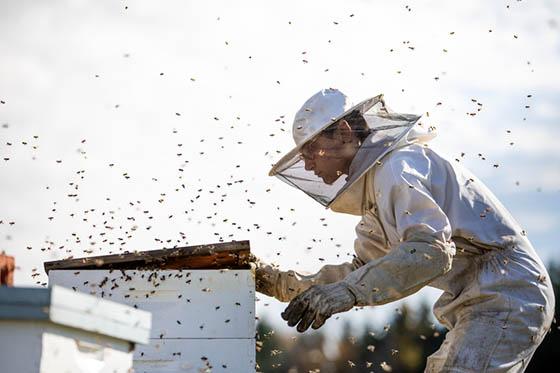 Photo of a person in beekeeping clothes, opening a hive with bees buzzing around